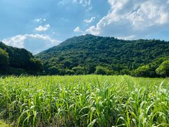 -八卦田遗址公园