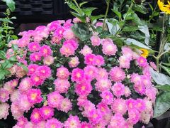 -艾加柒克蛋糕茶歇甜品台(春熙路店)