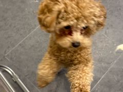 -有喵·猫咖·狗咖·40+猫狗有小奶狗(岗厦店)