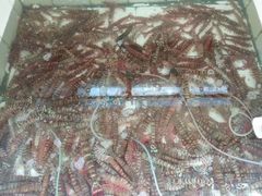 -鸿港海鲜批发市场