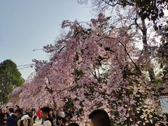 -西安青龙寺遗址景区