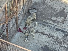 -青藏高原野生动物园