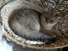 -飞行喵MR PILOT|猫舍·猫咖(静安大融城店)