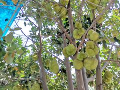 -杨厝六十六农庄农舍(杨厝路店)