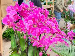 -双季花艺园艺市场(浦东店)