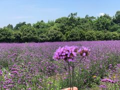 -紫颐香薰山谷景区