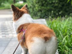 -美联众合爱康动物医院•复杂内科•肿瘤科•牙科•腔镜诊疗中心