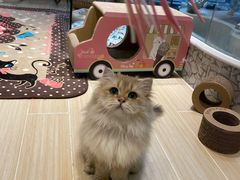 -momokira米努特·德文卷毛猫·棉花面纱犬