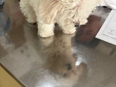 -瑞派天使宠物医院·神经外科·骨科·核磁(洛川中路店)