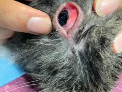 -雨林宠物医院 非犬猫异宠专科