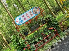 -东平国家森林公园