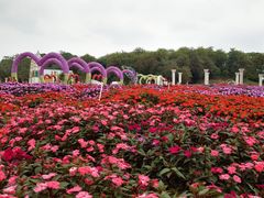 -松山湖梦幻百花洲