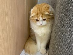 -喵园·猫主题咖啡厅·撸猫·猫咖(国贸店)