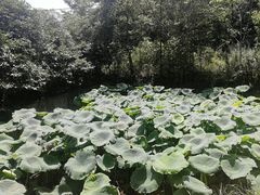 -都江堰玫瑰花溪谷