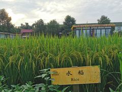 -洪湖家庭农场·团建·露营·会议