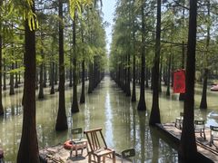 -泗洪洪泽湖湿地景区