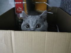 -lincat·猫舍(广州店)