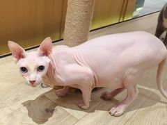 -CAT’S MEWSTAR CAFE·喵星球猫屋(晴湾咖啡店)