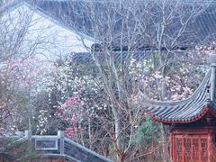 -八大山人梅湖景区