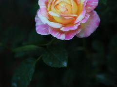 -人民公园(罗湖区)