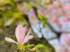 -贵州省植物园