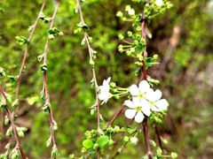 -金陵中学(河西分校)