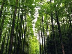 -山王坪喀斯特国家生态公园