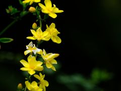 -上海鲜花港