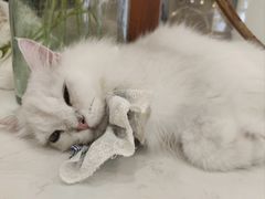 -共舞时光猫咖·狗咖(新街口店)