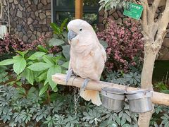 -南宫五洲植物乐园