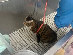 -瑞派·关忠动物医院·猫专科·犬专科(三环新城店)