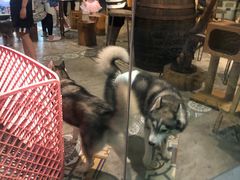 -more than meow吴止猫主题餐厅(承德 中船汇店)