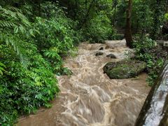 -莫里热带雨林景区