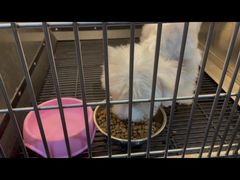 -PETKIT小佩宠物·低压洗护(国顺东路店)