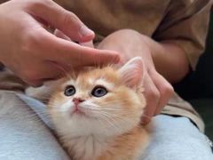 -猫十亿·布偶金渐层·曼基康矮脚猫舍(青年路店)