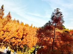 -虎丘湿地公园