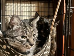 -关爱宠物医院·猫科中心·消化科(滨湖万达分院)