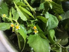 -黔府豆米火锅野菜馆(南马店)