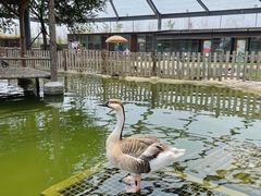 -渡海小渔村.老辈日照菜