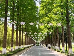 -黄海国家森林公园