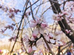 -桃花堤公园
