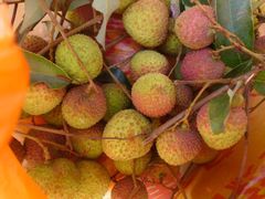 -西涌国际滨海旅游区