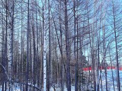 -长白山红松王滑雪场