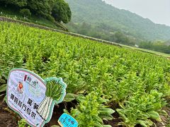 -八卦田遗址公园