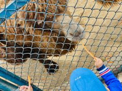 -大连森林动物园