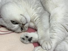 -伟伟宠物医院·瑞派猫友好医院·猫科(光谷店)