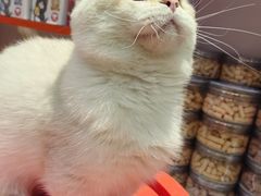 -三花喵·撸猫购宠·宠物生活馆(虹桥南丰城店)