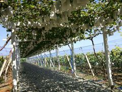 -白鹿原葡萄主题公园