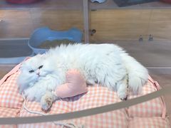 -Pets First伊珊娜洗护·精致美容·家庭式寄养(新会路店)