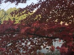 -秋霞圃
